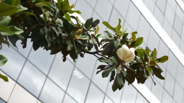 Beautiful white magnolia flower on a tree in a city street. 4k — Stock Video