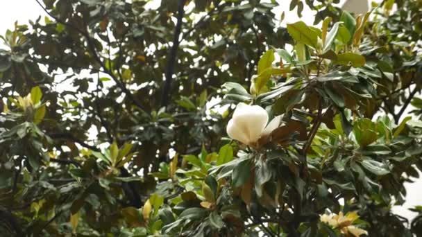 Hermosa flor de magnolia blanca en un árbol en una calle de la ciudad. 4k — Vídeo de stock