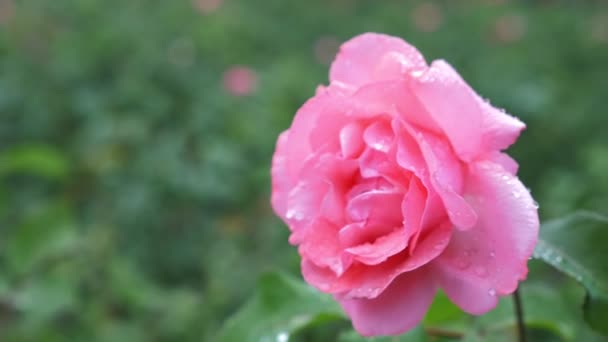 Крупним планом. 4k. квітка рожевої троянди після дощу на фоні зеленого листя . — стокове відео