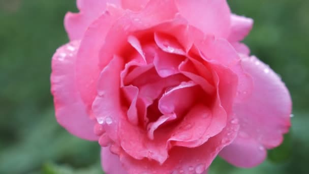 Close-up. 4k. flower of a pink rose after a rain on a background of green foliage. — Stock Video