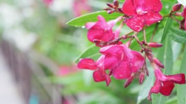 Nerium oleander çiçek yağmurlu bir gün sonra pembe. yakın çekim, 4k