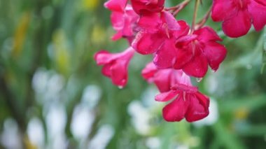 Nerium oleander çiçek yağmurlu bir gün sonra pembe. yakın çekim, 4k