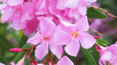Nerium oleander çiçek yağmurlu bir gün sonra pembe. yakın çekim, 4k