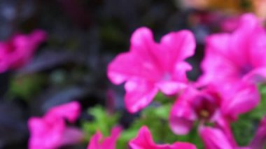 Sonra yağmur closeup Petunya çiçeği. 4k