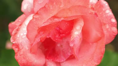 yakın çekim. 4 k. çiçek yeşil yeşillik zemin üzerine bir yağmur sonra pembe bir gül.