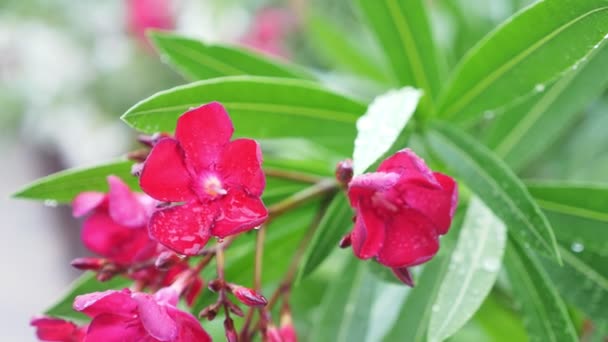 Ροζ λουλούδι Nerium oleander μετά από βροχερή ημέρα. γκρο πλαν, 4k — Αρχείο Βίντεο