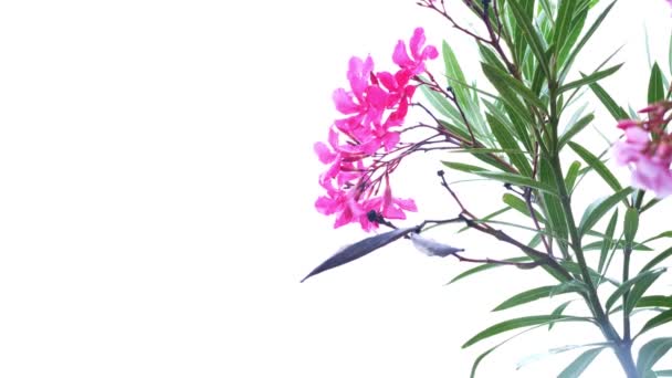 Ροζ λουλούδι Nerium oleander μετά από βροχερή ημέρα. γκρο πλαν, 4k — Αρχείο Βίντεο