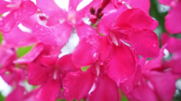 Рожева квітка олеандру Nerium після дощового дня. крупним планом, 4k — стокове відео
