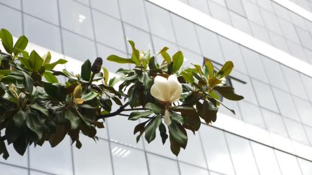 Beautiful white magnolia flower on a tree in a city street. 4k — Stock Video