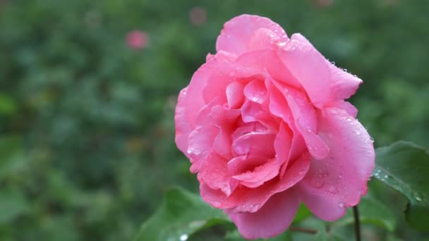 Detail. 4 k. květ růžové růže po dešti na pozadí zelené listí. — Stock video