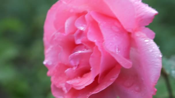 Крупным планом. 4k. цветок розовой розы после дождя на фоне зеленой листвы . — стоковое видео