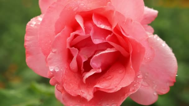 Close-up. 4 k. bloem van een roze roos na een regen op een achtergrond van groen gebladerte. — Stockvideo