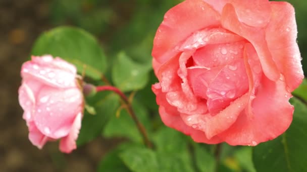 特写。4k. 在绿叶背景下雨后的粉红色玫瑰花. — 图库视频影像