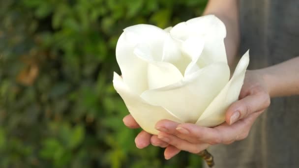 Beautiful white magnolia flower in female hands, close-up. 4k, slow motion — Stock Video