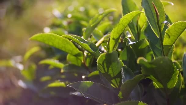 Primer plano, hojas de té. Un hermoso paisaje montañoso de la naturaleza es una idílica plantación de té en un valle bajo la luz del sol. 4k . — Vídeos de Stock