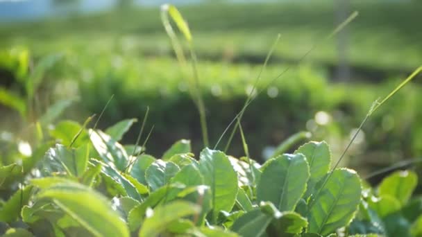 Close-up, tea leaves. A beautiful mountain landscape of nature is an idyllic peaceful tea plantation in a valley under the sunlight. 4k. — Stock Video