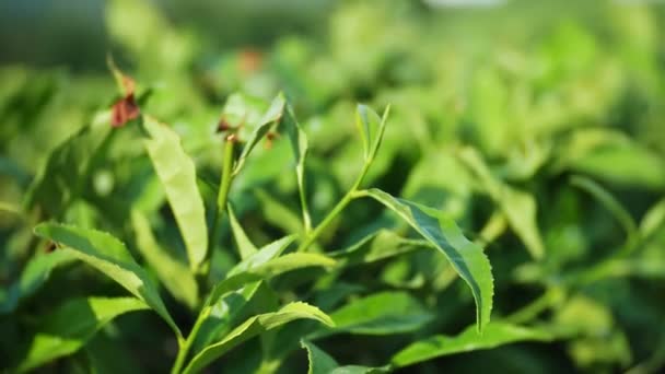 Крупный план, чайные листья. Красивый горный пейзаж природы - это идиллическая мирная чайная плантация в долине под солнечным светом. 4k . — стоковое видео