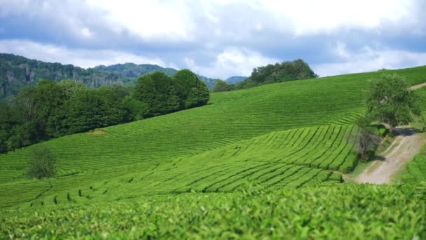 Uma bela paisagem montanhosa da natureza é uma idílica plantação pacífica de chá no vale sob a luz solar. 4k . — Vídeo de Stock