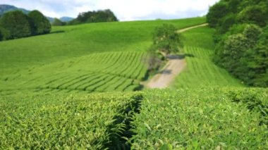 Güzel dağ manzarası doğa güneş ışığı altında Vadisi'nde bir pastoral huzurlu çay Ekim olduğunu. 4k.