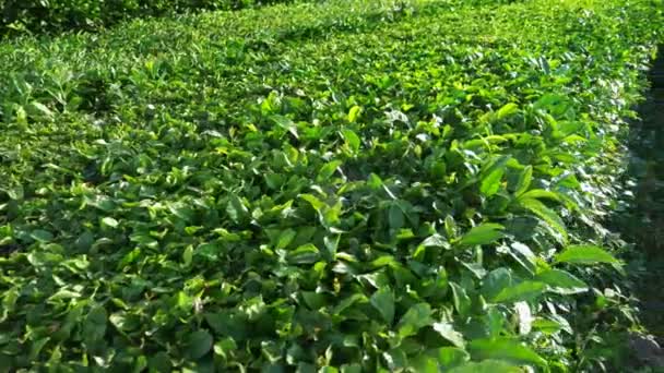 Pięknej Górskiej Przyrody Jest Sielankowy Spokojny Herbata Plantation Dolinie Pod — Wideo stockowe