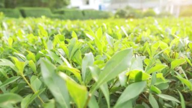 yeşil yaprakları ağaçların odak. Biraz dinlen ve şehirde yürüyüş insanlar bulanıklık park. 4k, ağır çekim