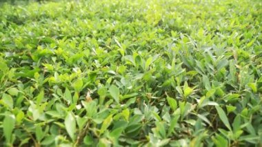 yeşil yaprakları ağaçların odak. Biraz dinlen ve şehirde yürüyüş insanlar bulanıklık park. 4k, ağır çekim