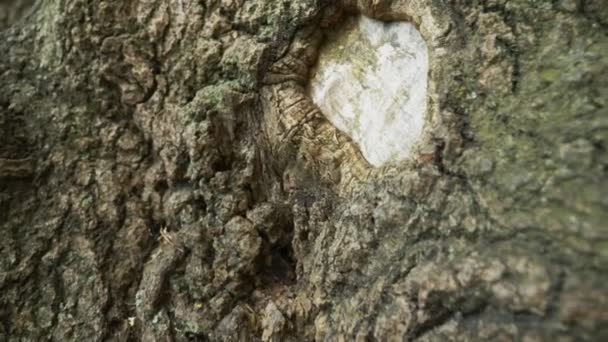 Hermosa textura de corteza de árbol. La cámara se mueve lentamente a lo largo del tronco. 4K — Vídeos de Stock