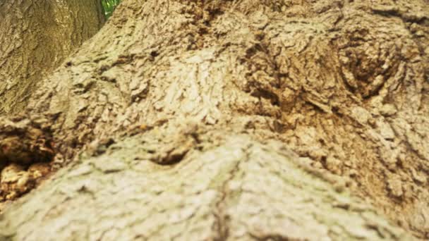 Vacker Struktur Trädet Bark Kameran Flyttas Sakta Längs Stammen — Stockvideo