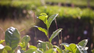 yakın çekim, çay yaprakları. Güzel dağ manzarası doğa güneş ışığı altında bir vadide bir pastoral huzurlu çay Ekim olduğunu. 4k.