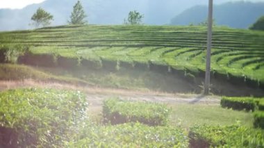 Güzel dağ manzarası doğa güneş ışığı altında Vadisi'nde bir pastoral huzurlu çay Ekim olduğunu. 4k