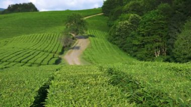 Güzel dağ manzarası doğa güneş ışığı altında Vadisi'nde bir pastoral huzurlu çay Ekim olduğunu. 4k.