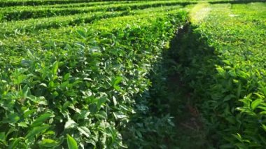Güzel dağ manzarası doğa güneş ışığı altında Vadisi'nde bir pastoral huzurlu çay Ekim olduğunu. 4k.