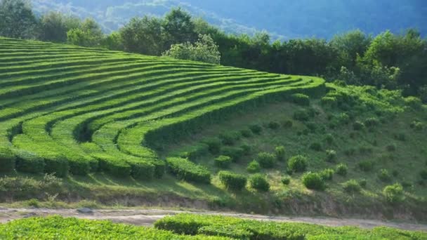 Un hermoso paisaje montañoso de la naturaleza es una idílica plantación de té en el valle bajo la luz del sol. 4k . — Vídeo de stock