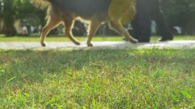 dinlenme ve şehir Park'ta yürüyordunuz kişiler metrelik. 4k, ağır çekim