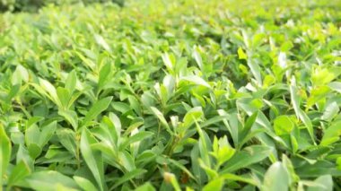 yeşil yaprakları ağaçların odak. Biraz dinlen ve şehirde yürüyüş insanlar bulanıklık park. 4k, ağır çekim