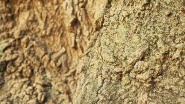 Ağaç kabuğu güzel dokusuna. Kameranın gövde yavaş yavaş hareket eder. 4k