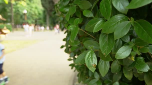 Feuilles vertes d'arbres en évidence. les gens qui se reposent et marchent dans le flou du parc de la ville. 4k, au ralenti — Video