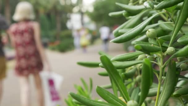 Groene bladeren van bomen in focus. mensen hebben een rust en wandelen in de stad park vervaging. 4k, slow-motion — Stockvideo