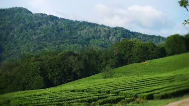 Uma bela paisagem montanhosa da natureza é uma idílica plantação pacífica de chá no vale sob a luz solar. 4k . — Vídeo de Stock