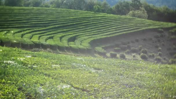 Et smukt bjerglandskab i naturen er en idyllisk fredelig teplantage i dalen under sollys. 4k . – Stock-video