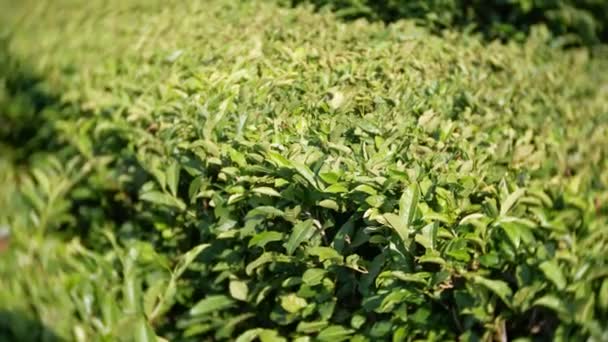 Un hermoso paisaje montañoso de la naturaleza es una idílica plantación de té en el valle bajo la luz del sol. 4k . — Vídeo de stock