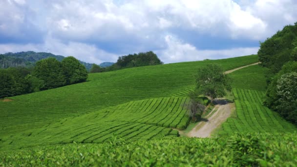 Un hermoso paisaje montañoso de la naturaleza es una idílica plantación de té en el valle bajo la luz del sol. 4k . — Vídeos de Stock