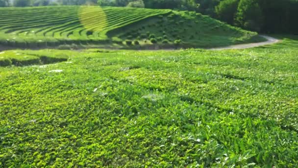 自然の美しい山の風景は、日光の下で谷で牧歌的なのどかな茶畑です。4 k. — ストック動画