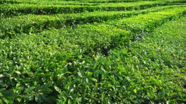 Güzel dağ manzarası doğa güneş ışığı altında Vadisi'nde bir pastoral huzurlu çay Ekim olduğunu. 4k.