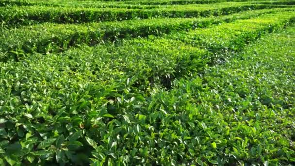 Un beau paysage montagneux de la nature est une plantation de thé idyllique et paisible dans la vallée sous le soleil. 4k . — Video