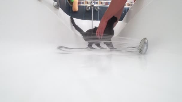 Lavando un gato negro en la bañera, 4k, cámara de acción — Vídeo de stock