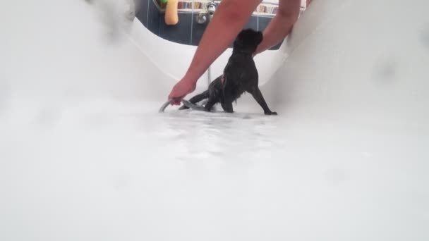 Lavando un gato negro en la bañera, 4k, cámara de acción — Vídeos de Stock