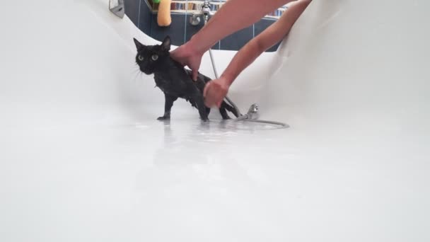 Lavando un gato negro en la bañera, 4k, cámara de acción — Vídeo de stock