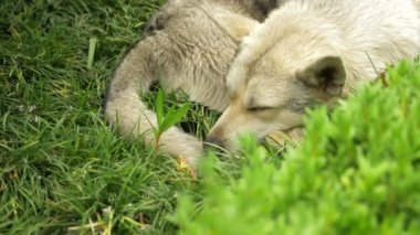Yeşil çimenlerin üzerinde sevimli hayvan yalan yorgun terkedilmiş köpek uyku. 4k.