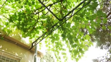 Yaprak ve Genç üzüm asma üzerinde arka plan. 4k,